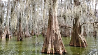 Bald cypress trees with broad fluted trunks rising from calm green swamp water, their branches draped in long strands of silvery Spanish moss, in a Louisiana cypress swamp.